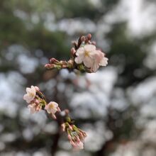 桜の花に焦点を当てて撮影