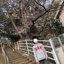 公園の石段に咲く桜　この坂道は満開時とても綺麗な景色です