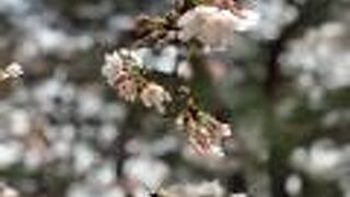 日本で二番目に桜開花宣言が早かった福岡の桜を見てきました。