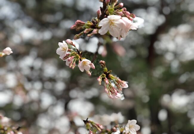 日本で二番目に桜開花宣言が早かった福岡の桜を見てきました。