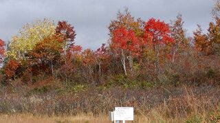 国の天然記念物に指定されています。