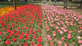 花が見事な横浜公園のシーズン到来