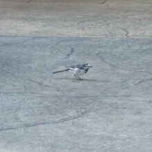 可愛らしい小鳥