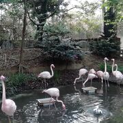 無料のミニ動物園