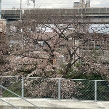 大宮操車場跡の桜