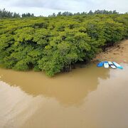 河口の干潟にはマングローブの林が広がります