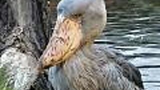 神戸どうぶつ王国で動物と触れ合う