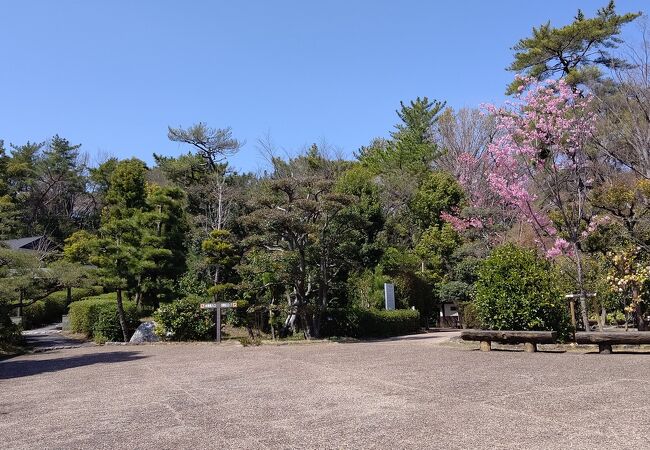桜が少し咲いてました