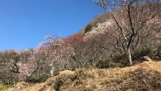 お祭りが行わているとは知らず