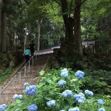 関市板取あじさいまつり