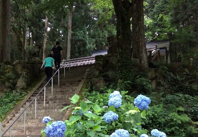 関市板取あじさいまつり