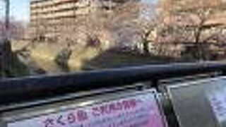 桜の時期といえば