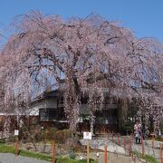 境内ところ狭しとおおきく枝を張る枝垂桜。名所です。
