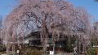 境内ところ狭しとおおきく枝を張る枝垂桜。名所です。