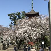 お花見