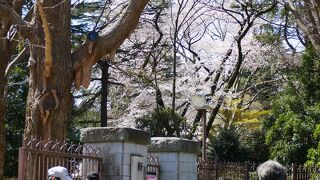 桜の名所新宿御苑は予約入場