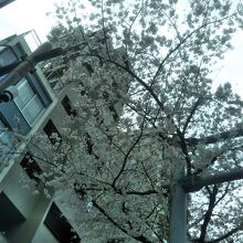 靖国通りのさくら