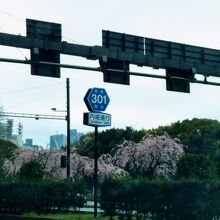 内堀通りのさくら