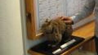 直接触れることができるアマミノクロウザギの剥製もある