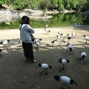 鳥とたわむれる家族向け施設