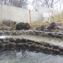 円山動物園 エゾヒグマ館