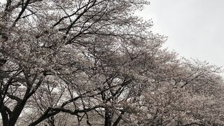 桜満開