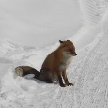 駅にはキタキツネが歩いてきました