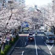 桜の木が綺麗に並んでいたバス通りでした。