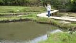 絹糸を染める泥田