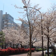 桜祭りはやらないでくれた方がうれしいです　静かに楽しめるので
