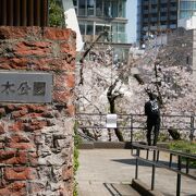 乃木公園の桜が見事