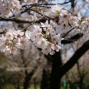 代々木公園、桜の季節だけど桜エリアには入れません