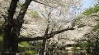 コロナ渦、今年もきれいに桜が咲きました