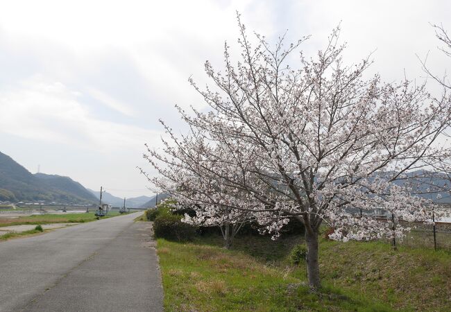 河川敷1キロほどの間に約250本の桜が無料で楽しめます。