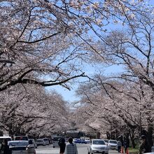 桜のトンネルです