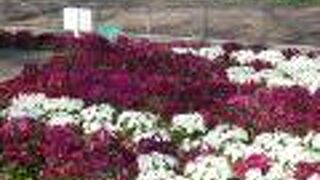 パンジーも見事な日比谷公園第一花壇