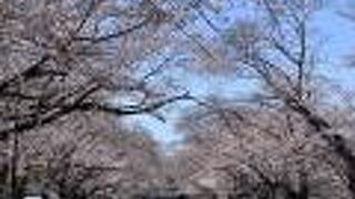 桜の名所として有名。桜のトンネルがみれる桜並木が見事です。