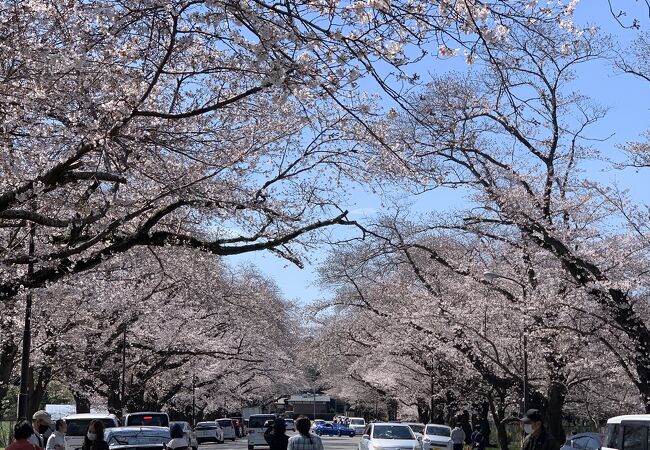 桜の名所として有名。桜のトンネルがみれる桜並木が見事です。