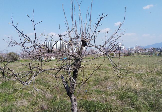 桜が咲いていました