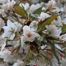 一枝に一重と八重が入り混じって咲く珍しい金王桜