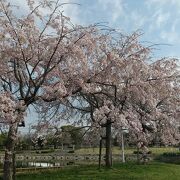 桜を見ながら散歩