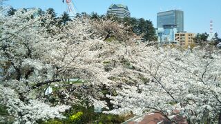 東京ミッドタウンのさくら