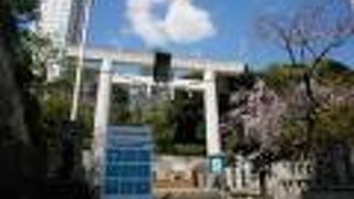 乃木公園と共に乃木神社の桜も見事