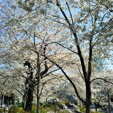 東京ミッドタウンの桜並木