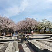 桜が満開です