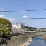 桜の季節