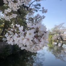 お堀を囲む桜が水面に映り込み、美しい。