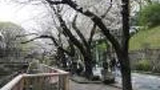 コロナ禍でも桜は綺麗に咲きました。