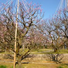 高岡古城公園