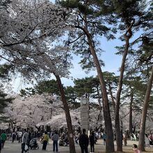 桜の見頃を迎えた大宮公園